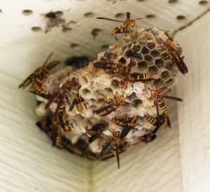 Wasp Removal Coral Springs