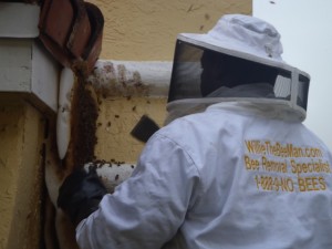 Bee Removal Deerfield Beach
