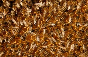 Beehive Removal Wellington