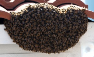 Bee Removal Wellington