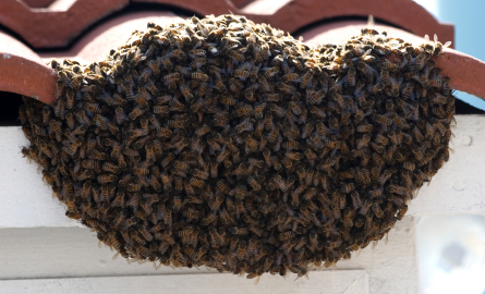 The Best Method to Get Rid of Bees